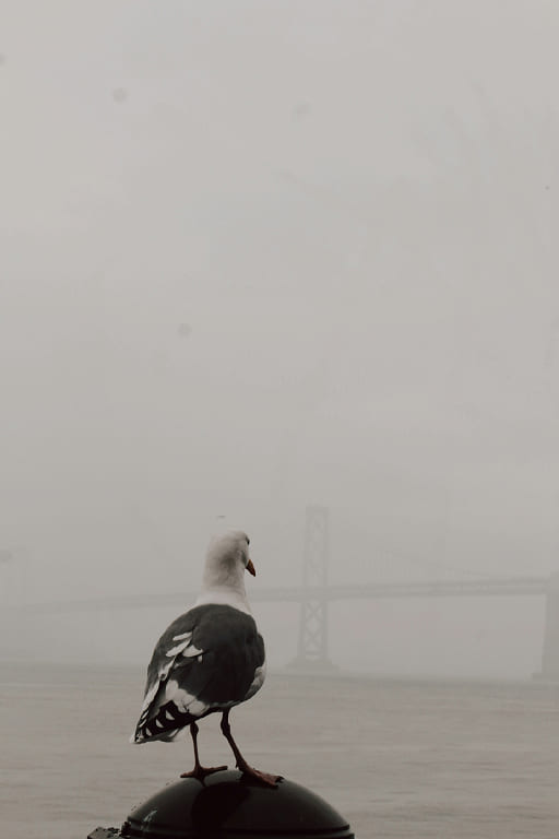 A bird seen from behind, perched on a pole, looking at a faintly visible bridge in the distance