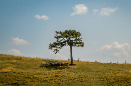 A single tree standing on a hill under clear sky