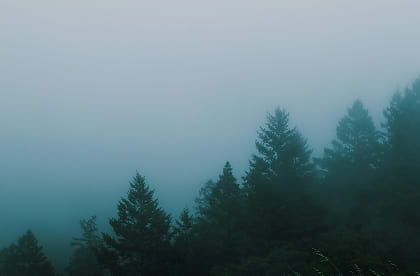 A forest wrapped in light fog