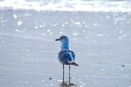 A small bird standing alone on the quiet seashore